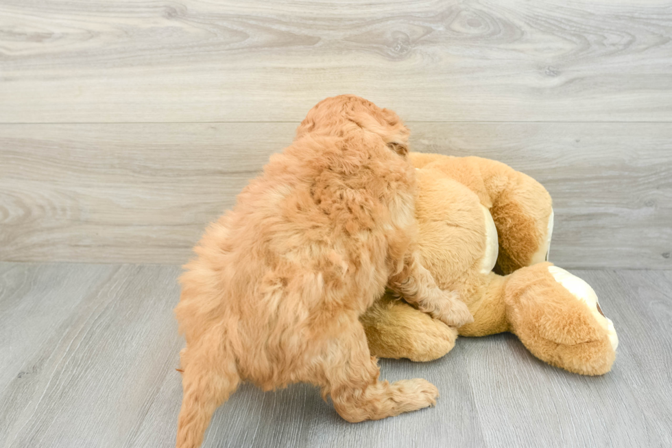 Best Mini Goldendoodle Baby