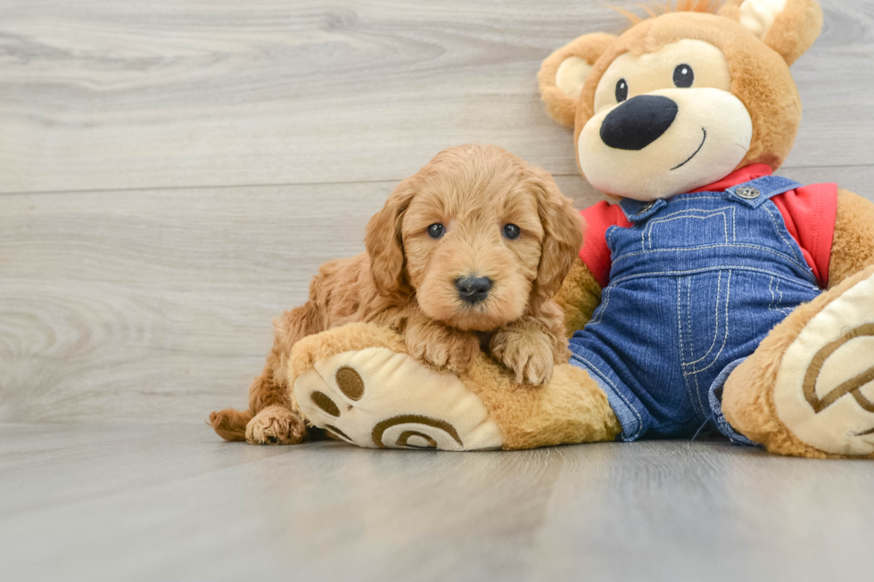 Mini Goldendoodle Pup Being Cute