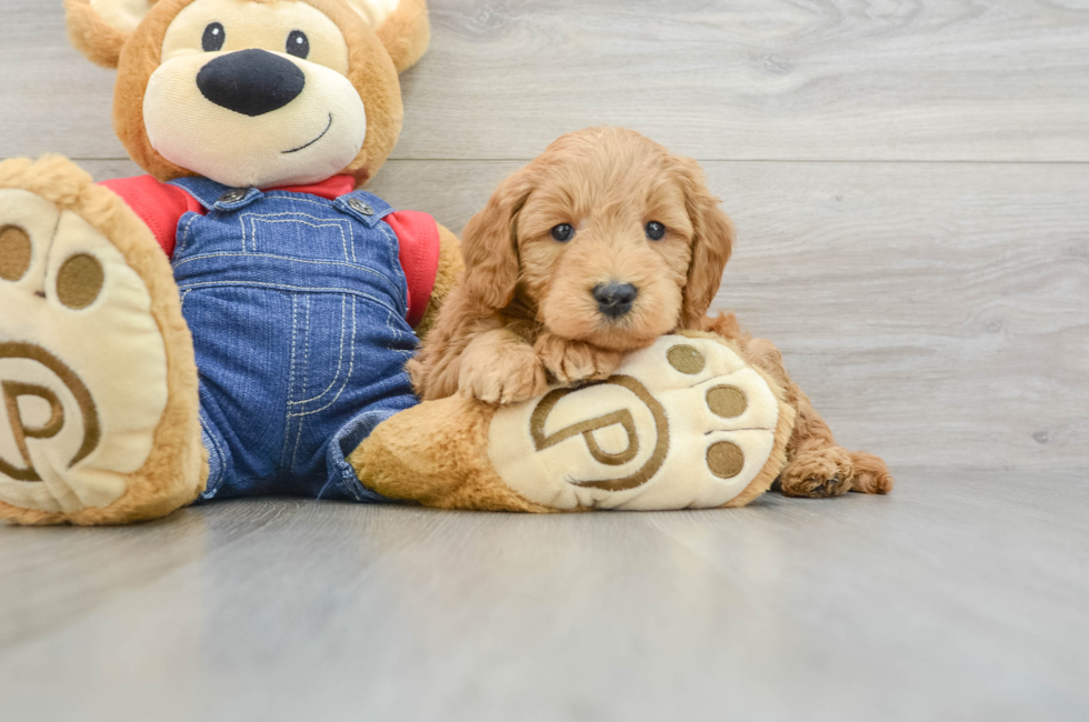 6 week old Mini Goldendoodle Puppy For Sale - Premier Pups