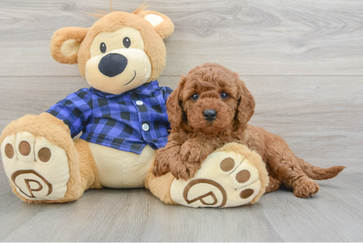 Best Mini Goldendoodle Baby