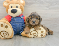 7 week old Mini Goldendoodle Puppy For Sale - Premier Pups