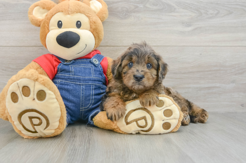 5 week old Mini Goldendoodle Puppy For Sale - Premier Pups