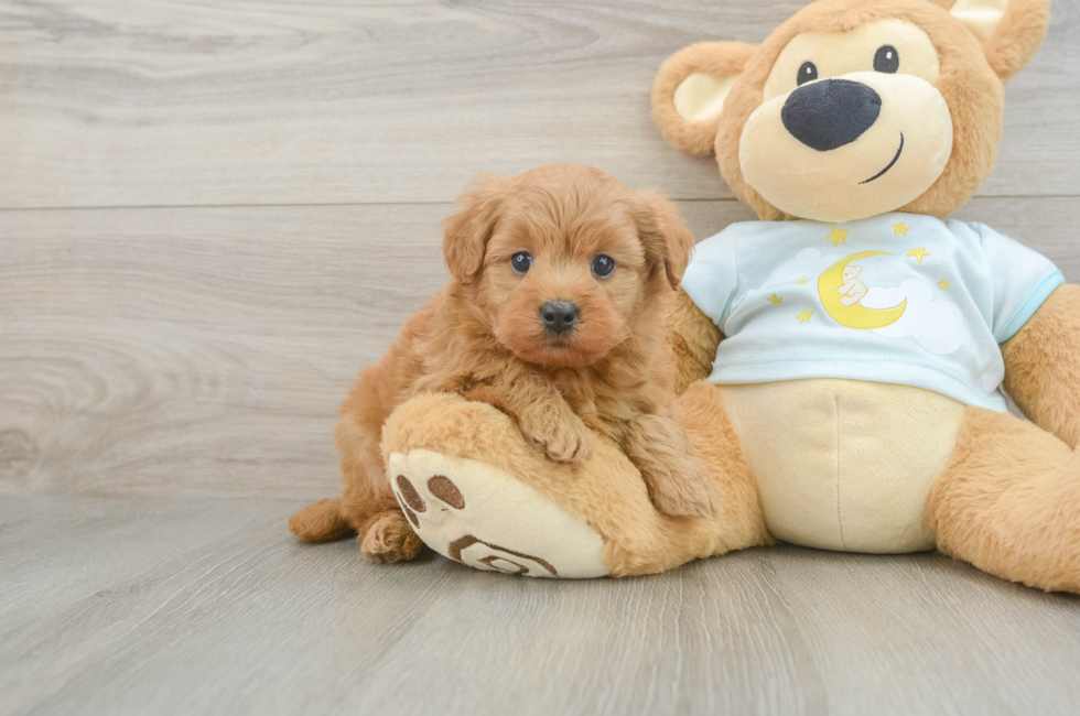 5 week old Mini Goldendoodle Puppy For Sale - Premier Pups