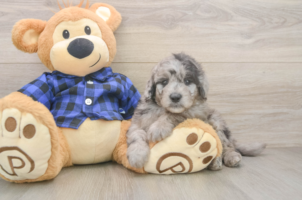 6 week old Mini Goldendoodle Puppy For Sale - Premier Pups