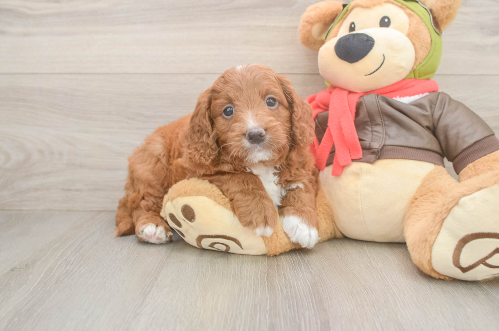 5 week old Mini Goldendoodle Puppy For Sale - Premier Pups