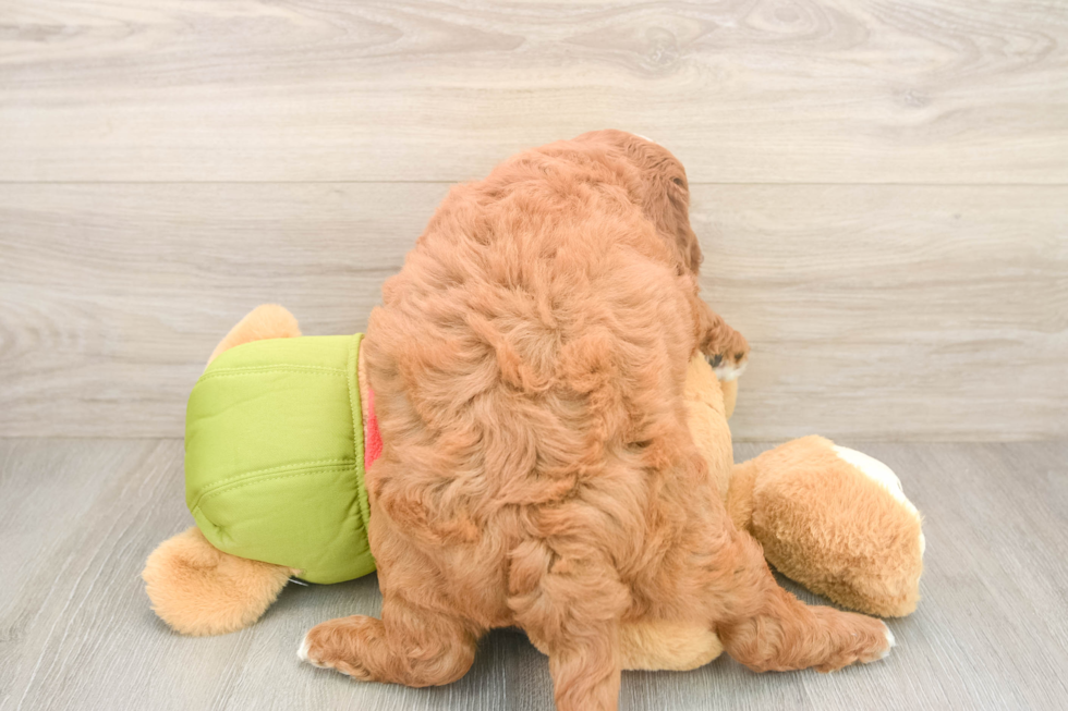 Small Mini Goldendoodle Baby