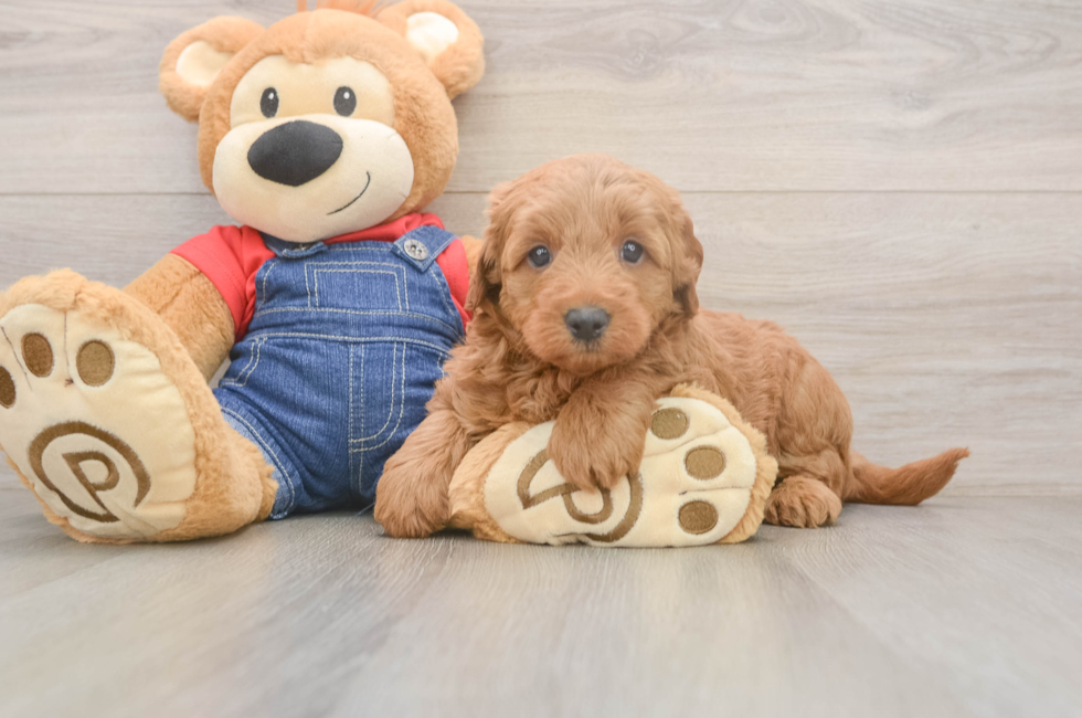 5 week old Mini Goldendoodle Puppy For Sale - Premier Pups