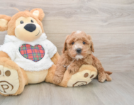 6 week old Mini Goldendoodle Puppy For Sale - Premier Pups