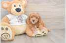 Best Mini Goldendoodle Baby