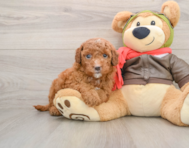 6 week old Mini Goldendoodle Puppy For Sale - Premier Pups