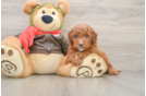 Mini Goldendoodle Puppy for Adoption