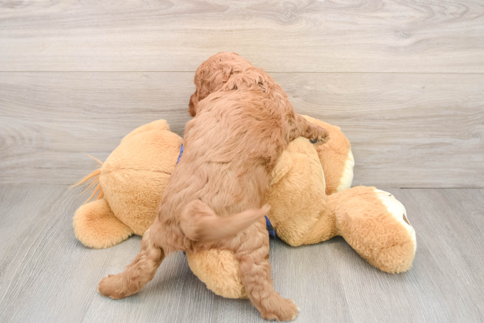 Funny Mini Goldendoodle Poodle Mix Pup