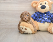 7 week old Mini Goldendoodle Puppy For Sale - Premier Pups