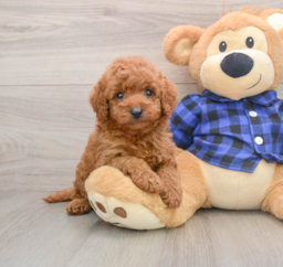6 week old Mini Goldendoodle Puppy For Sale - Premier Pups