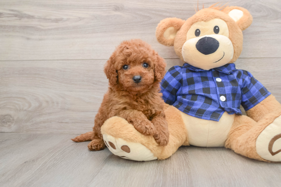 Cute Mini Goldendoodle Baby