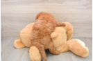 Small Mini Goldendoodle Baby