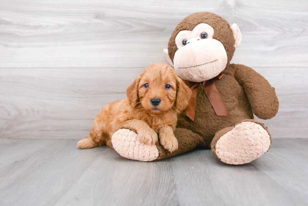 Popular Mini Goldendoodle Poodle Mix Pup