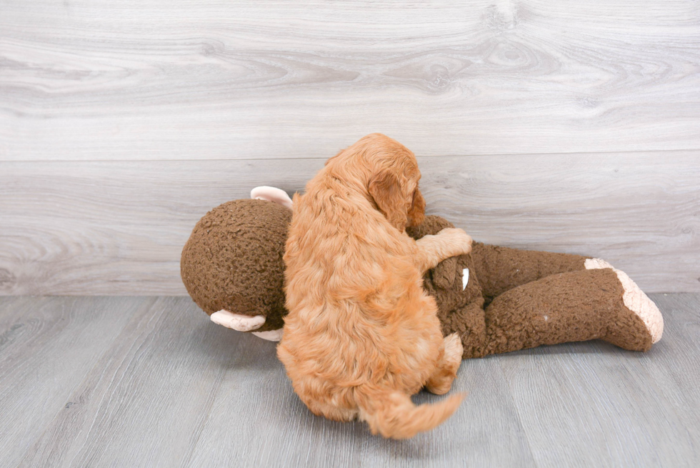 Happy Mini Goldendoodle Baby