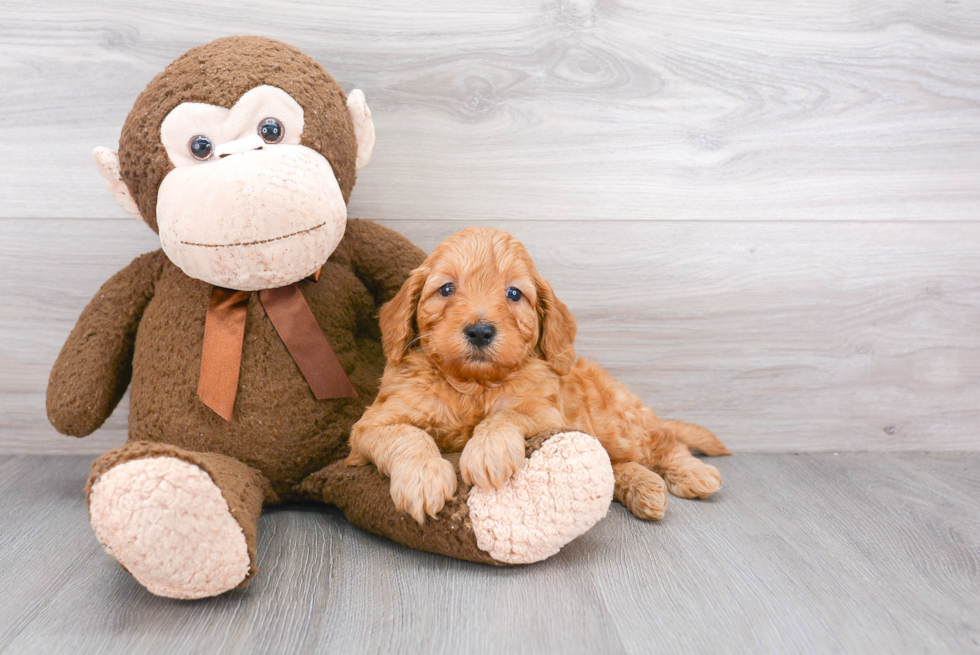 Best Mini Goldendoodle Baby