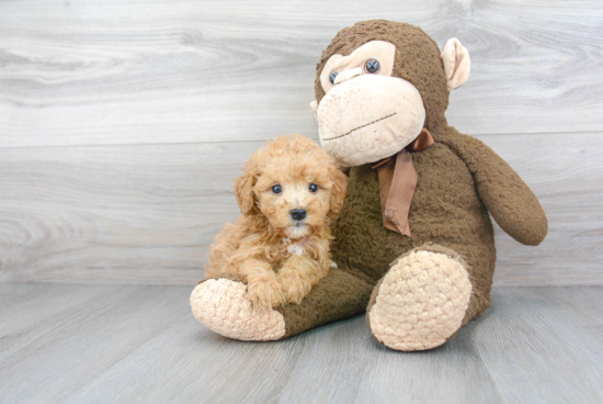 Mini Goldendoodle Pup Being Cute