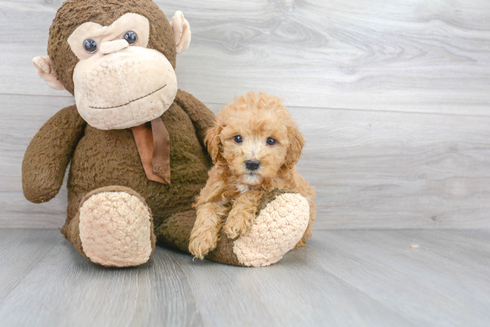 Fluffy Mini Goldendoodle Poodle Mix Pup