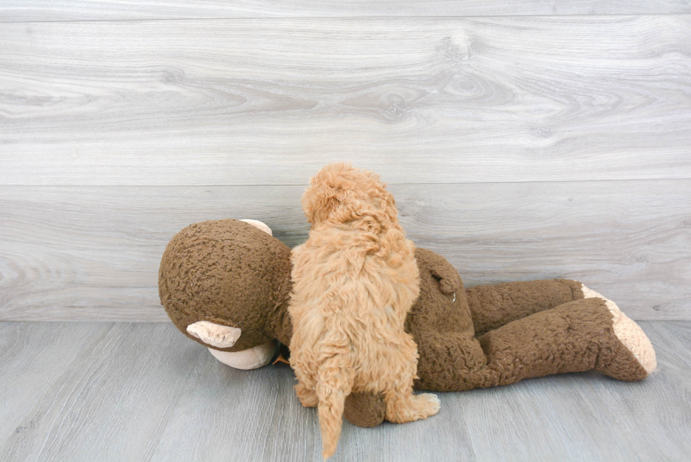 Friendly Mini Goldendoodle Baby