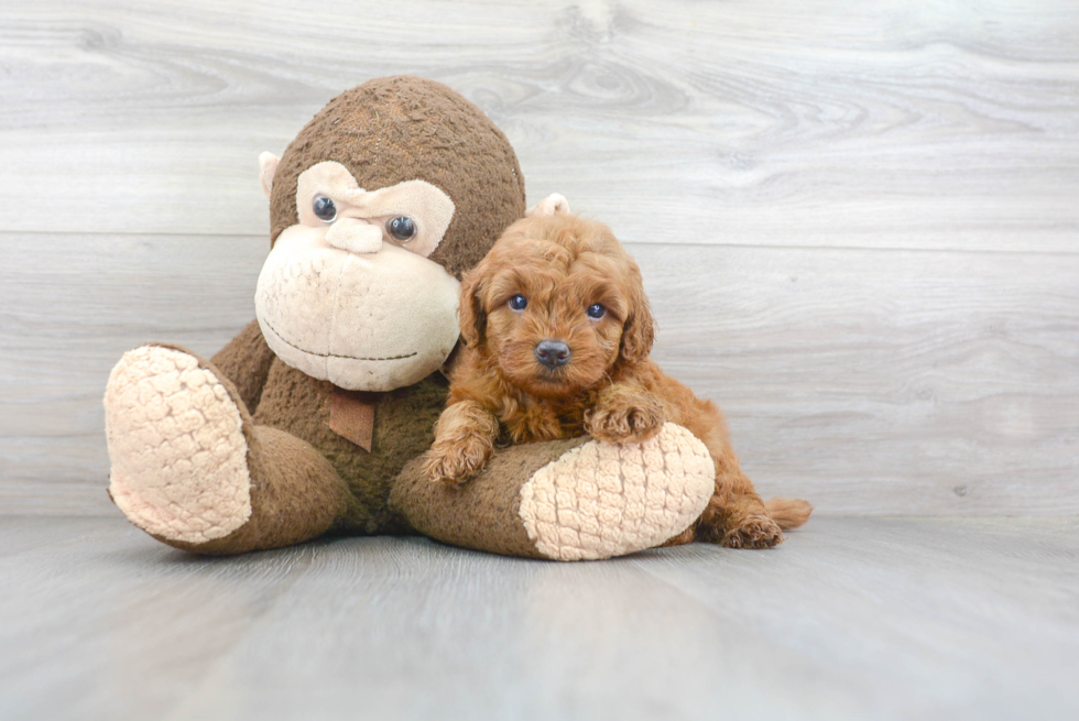Best Mini Goldendoodle Baby