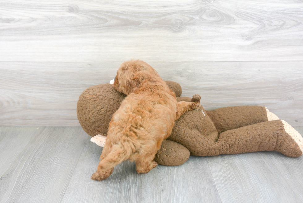 Cute Mini Goldendoodle Poodle Mix Pup