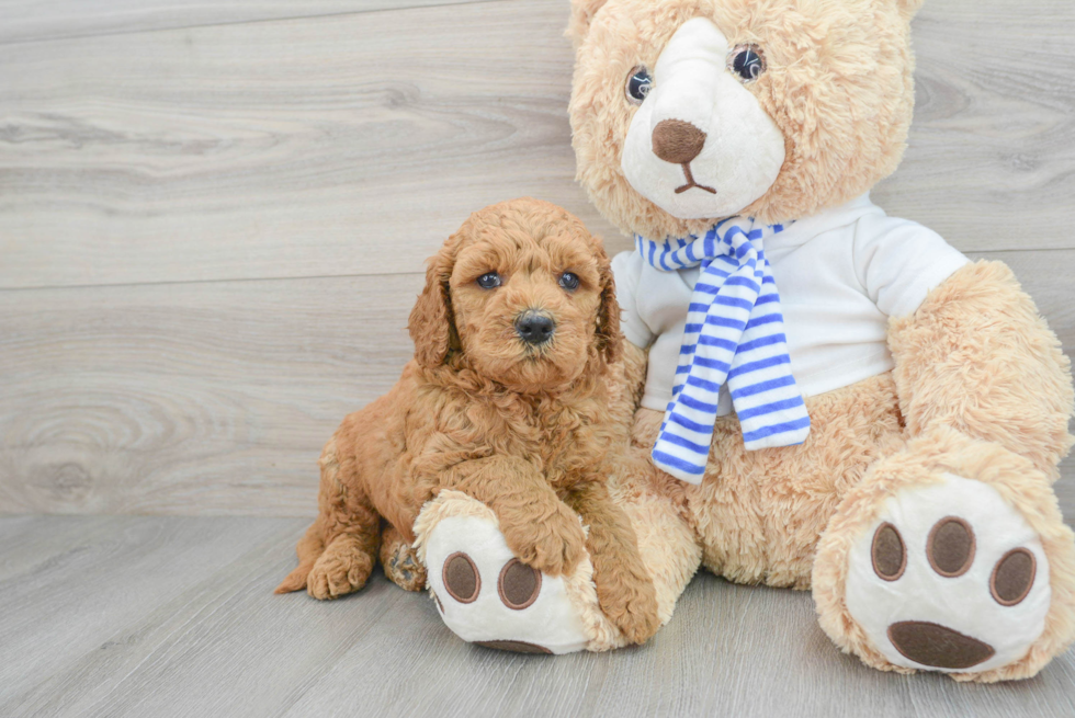 Adorable Golden Retriever Poodle Mix Puppy