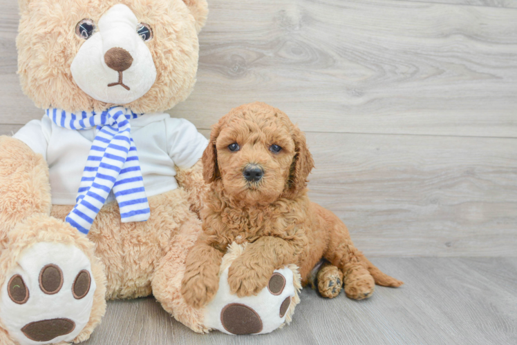 Mini Goldendoodle Pup Being Cute