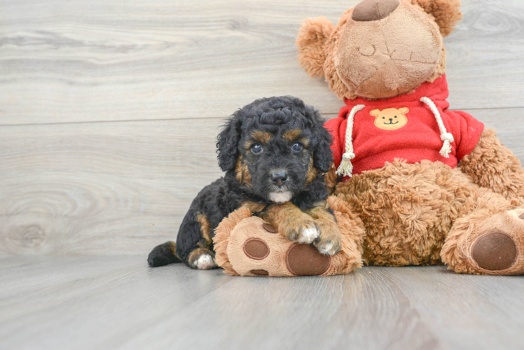 Mini Goldendoodle Puppy for Adoption