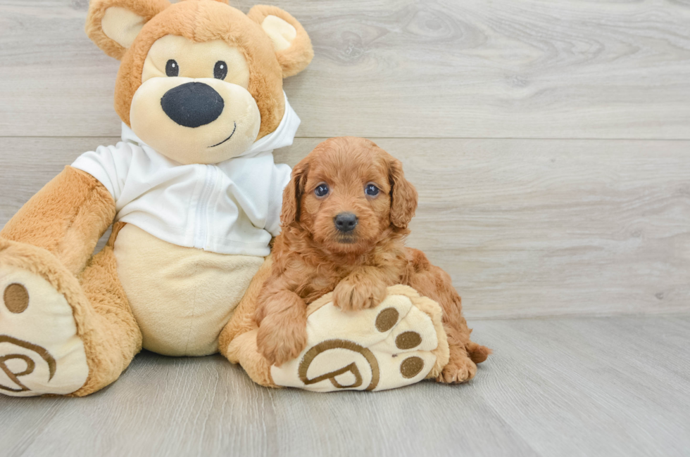 5 week old Mini Goldendoodle Puppy For Sale - Premier Pups