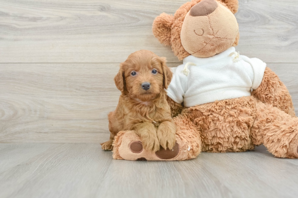 6 week old Mini Goldendoodle Puppy For Sale - Premier Pups