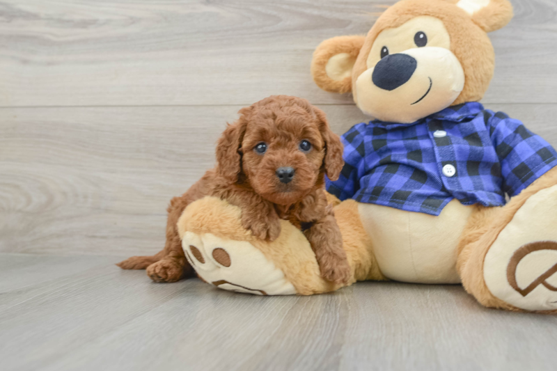 Meet Joe - our Mini Goldendoodle Puppy Photo 1/3 - Premier Pups
