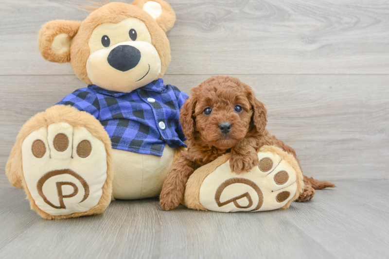 Meet Joe - our Mini Goldendoodle Puppy Photo 3/3 - Premier Pups