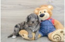 Friendly Mini Goldendoodle Baby