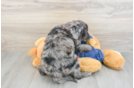 Mini Goldendoodle Pup Being Cute