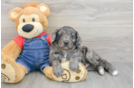 Mini Goldendoodle Puppy for Adoption