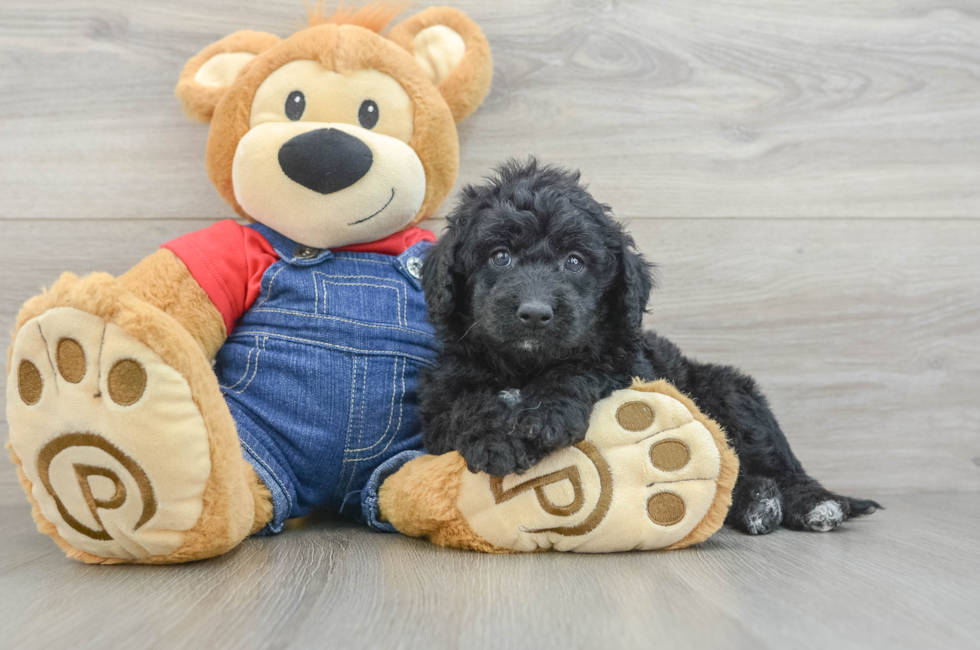 5 week old Mini Goldendoodle Puppy For Sale - Premier Pups