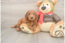 Petite Mini Goldendoodle Poodle Mix Pup