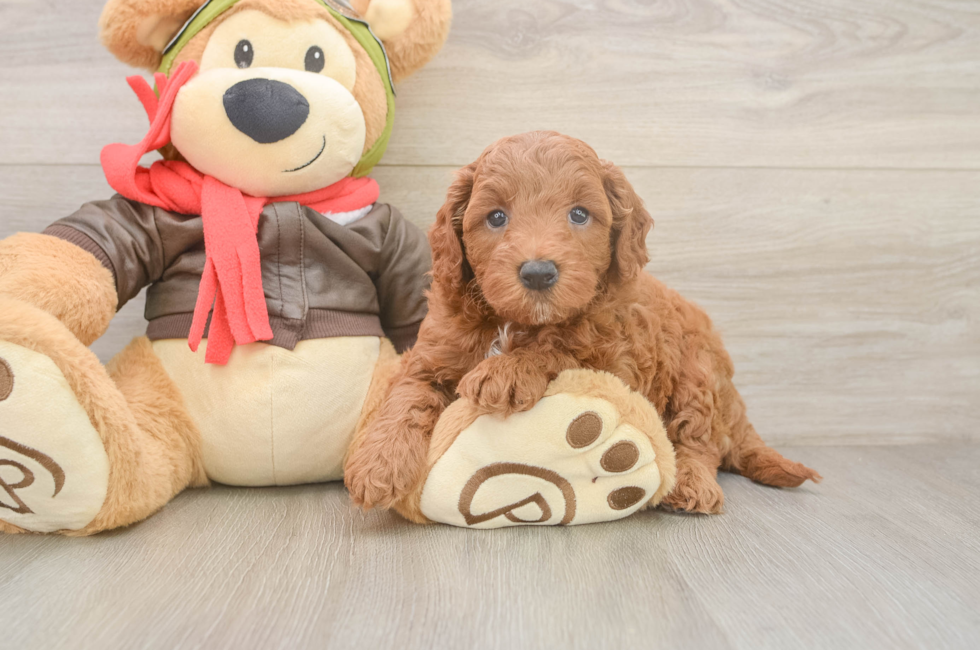 5 week old Mini Goldendoodle Puppy For Sale - Premier Pups