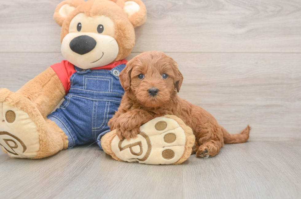 5 week old Mini Goldendoodle Puppy For Sale - Premier Pups