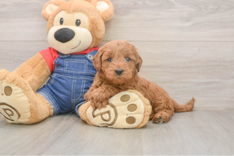 Meet Joe - our Mini Goldendoodle Puppy Photo  1/3 - Premier Pups Petite Mini Goldendoodle Poodle Mix Pup