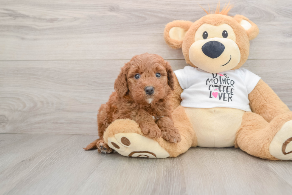 Mini Goldendoodle Pup Being Cute