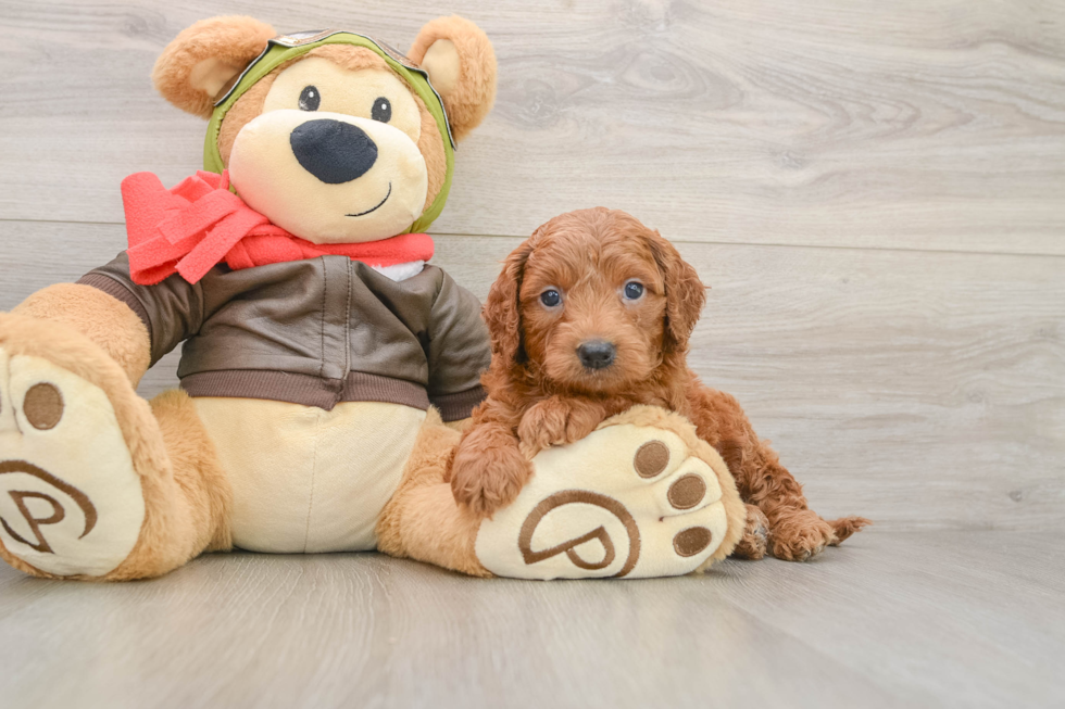 Mini Goldendoodle Puppy for Adoption