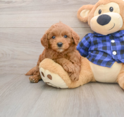 7 week old Mini Goldendoodle Puppy For Sale - Premier Pups