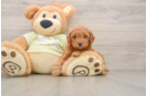 Best Mini Goldendoodle Baby