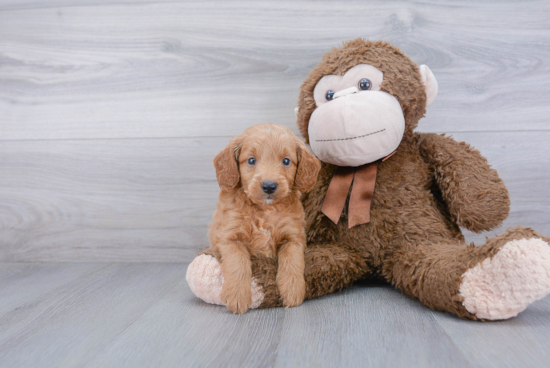 Cute Mini Goldendoodle Baby