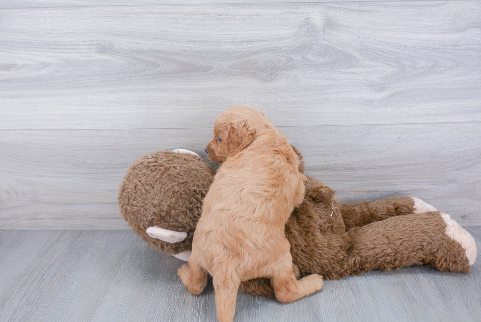 Hypoallergenic Golden Retriever Poodle Mix Puppy