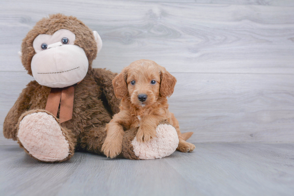 Mini Goldendoodle Puppy for Adoption